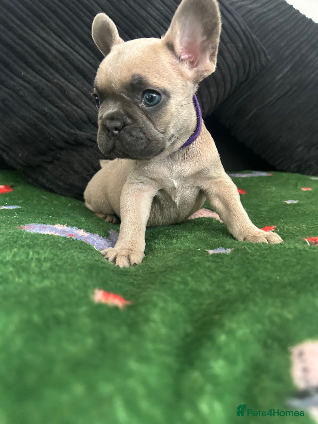 French Bulldog dogs for sale: KC French bulldog puppies dad 5 generation pedigre - Advert 4