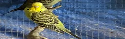Budgerigars birds for sale: Baby budgies  - Advert 2