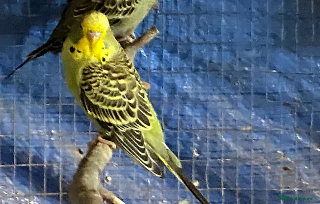 Budgerigars birds for sale: Baby budgies  - Advert 2