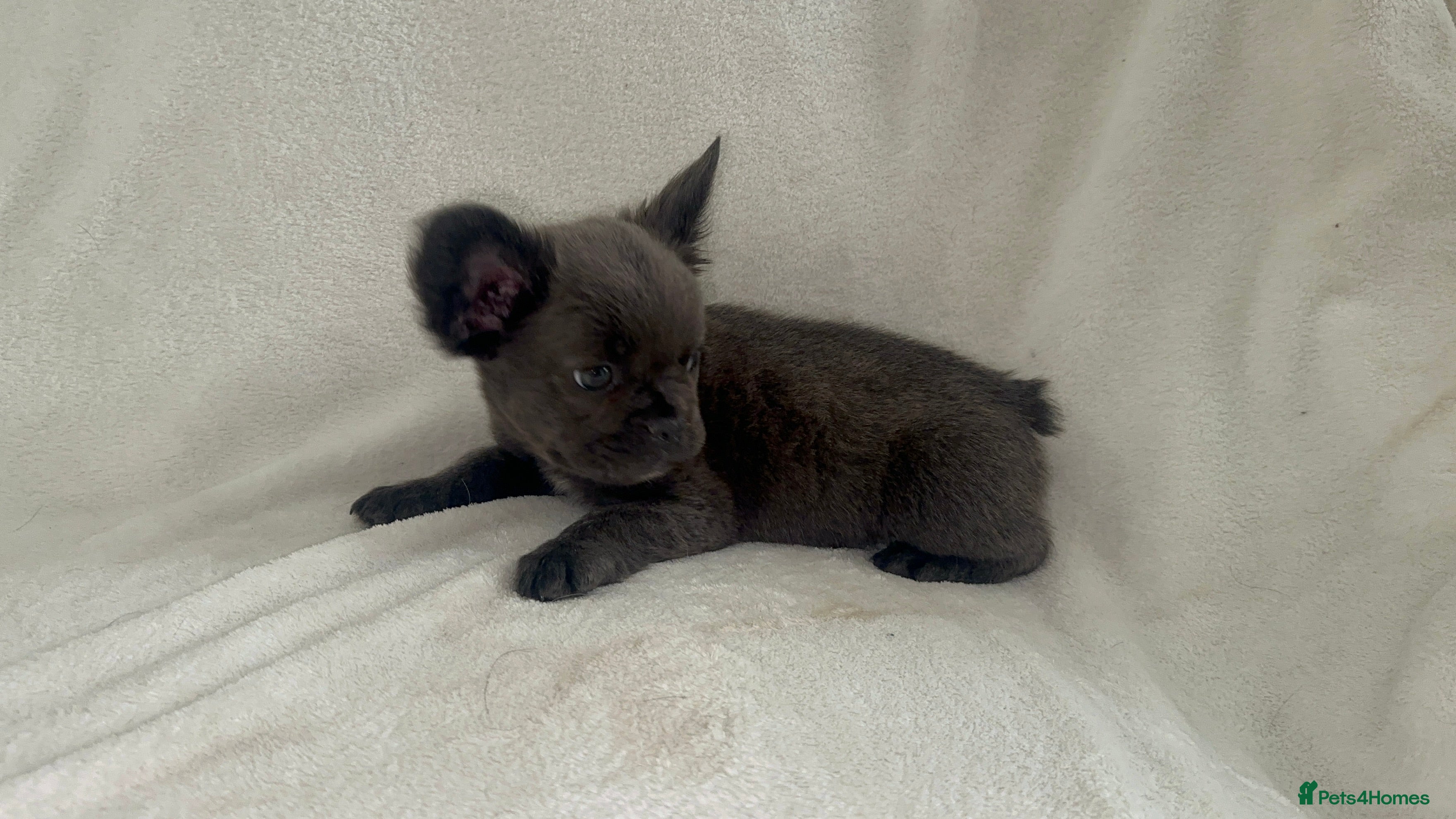 French Bulldog dogs RUBY🫶🏽 DWKC reg  - Advert 2