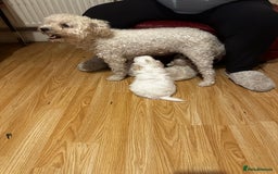 Zuchon dogs for sale: Zuchon puppies for sale  - Image 11