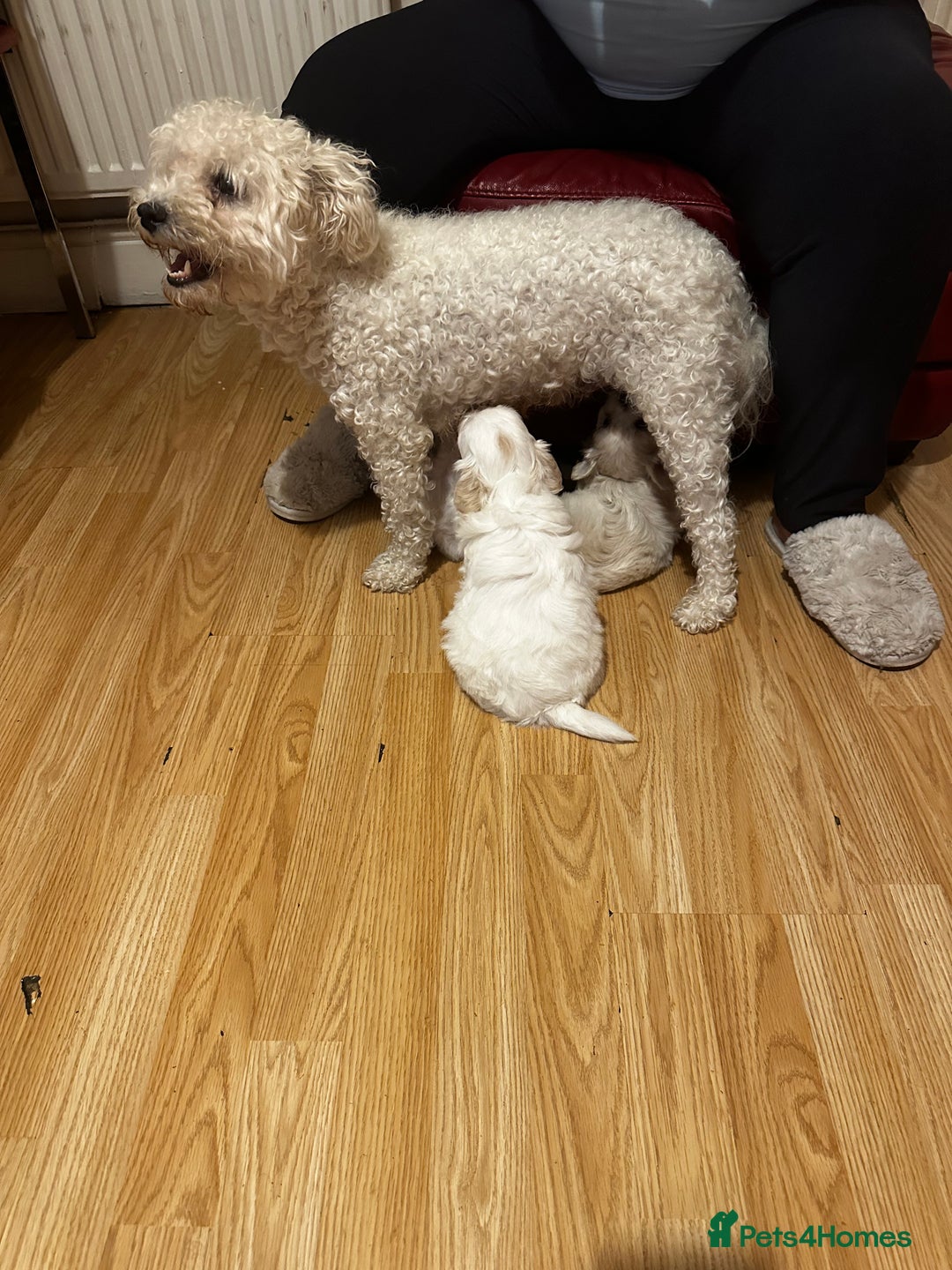 Zuchon dogs for sale: Zuchon puppies for sale  - Image 11