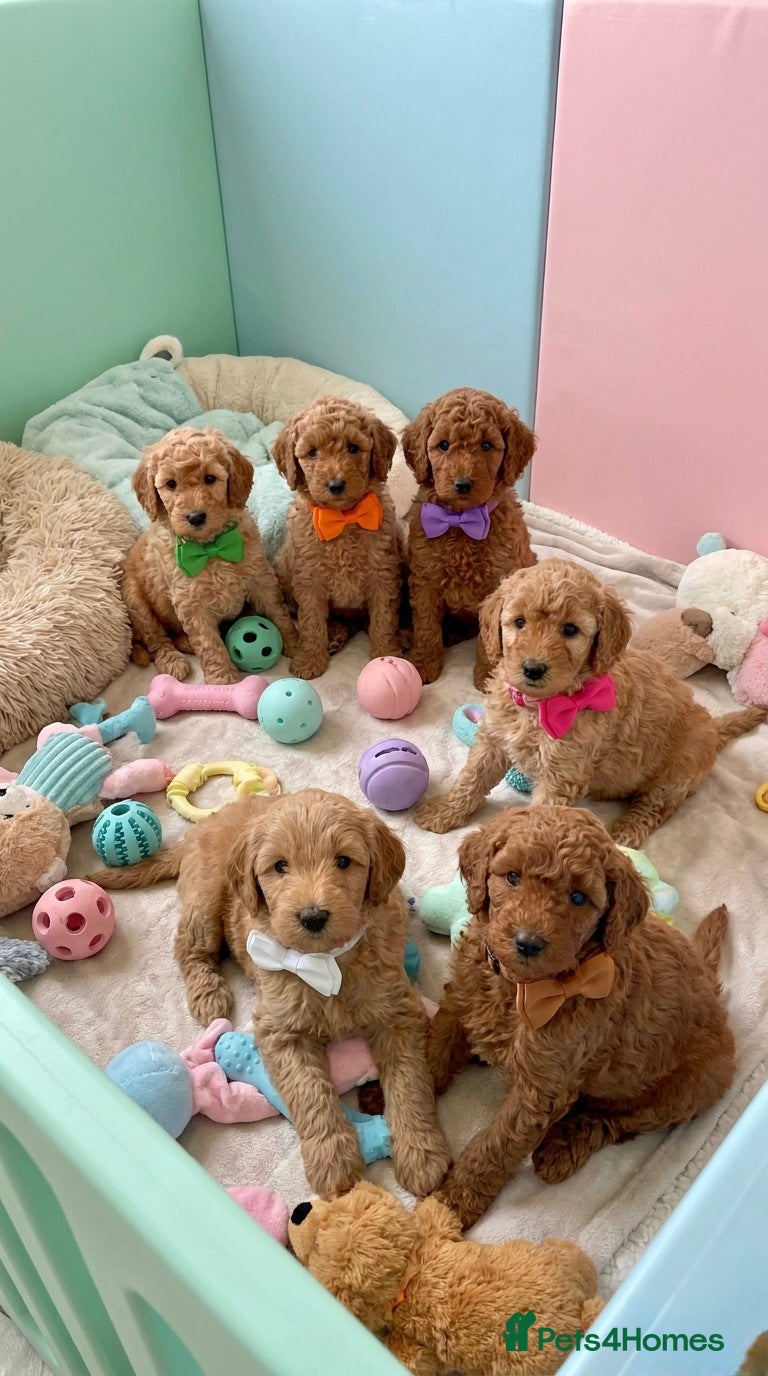 Australian Labradoodle dogs 🌟 Australian Labradoodle Puppies  🌟 - Advert 4