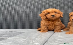 Cockapoo dogs for sale: Beautiful f1 cockapoos ready now - Image 9