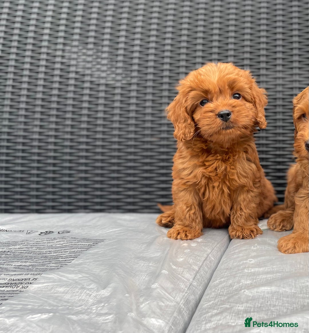 Cockapoo dogs for sale: Beautiful f1 cockapoos ready now - Image 9