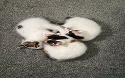 Mixed Breed cats for sale: Adorable Half-Manx Kittens 🐾 - Image 20