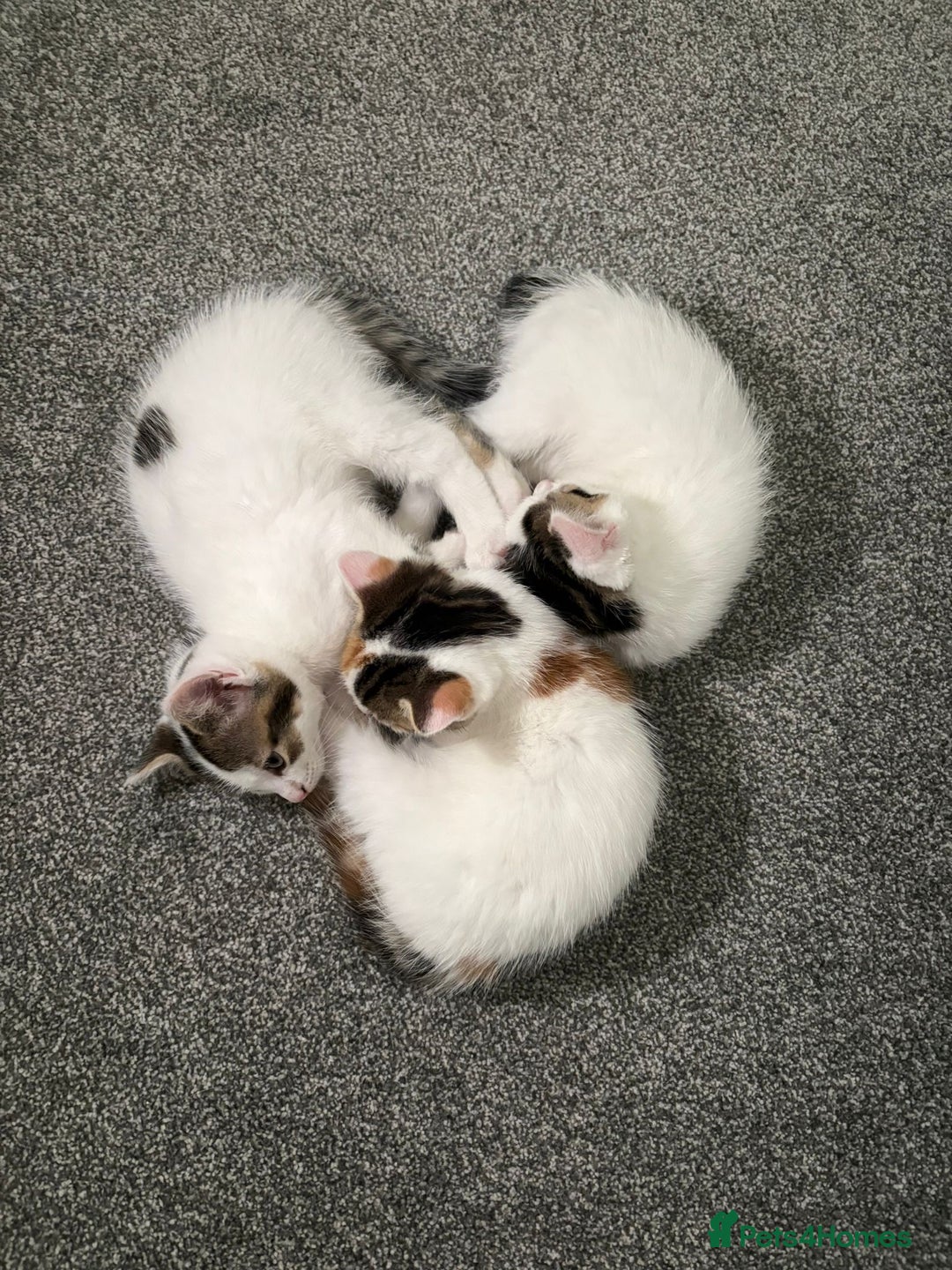 Mixed Breed cats for sale: Adorable Half-Manx Kittens 🐾 - Image 20