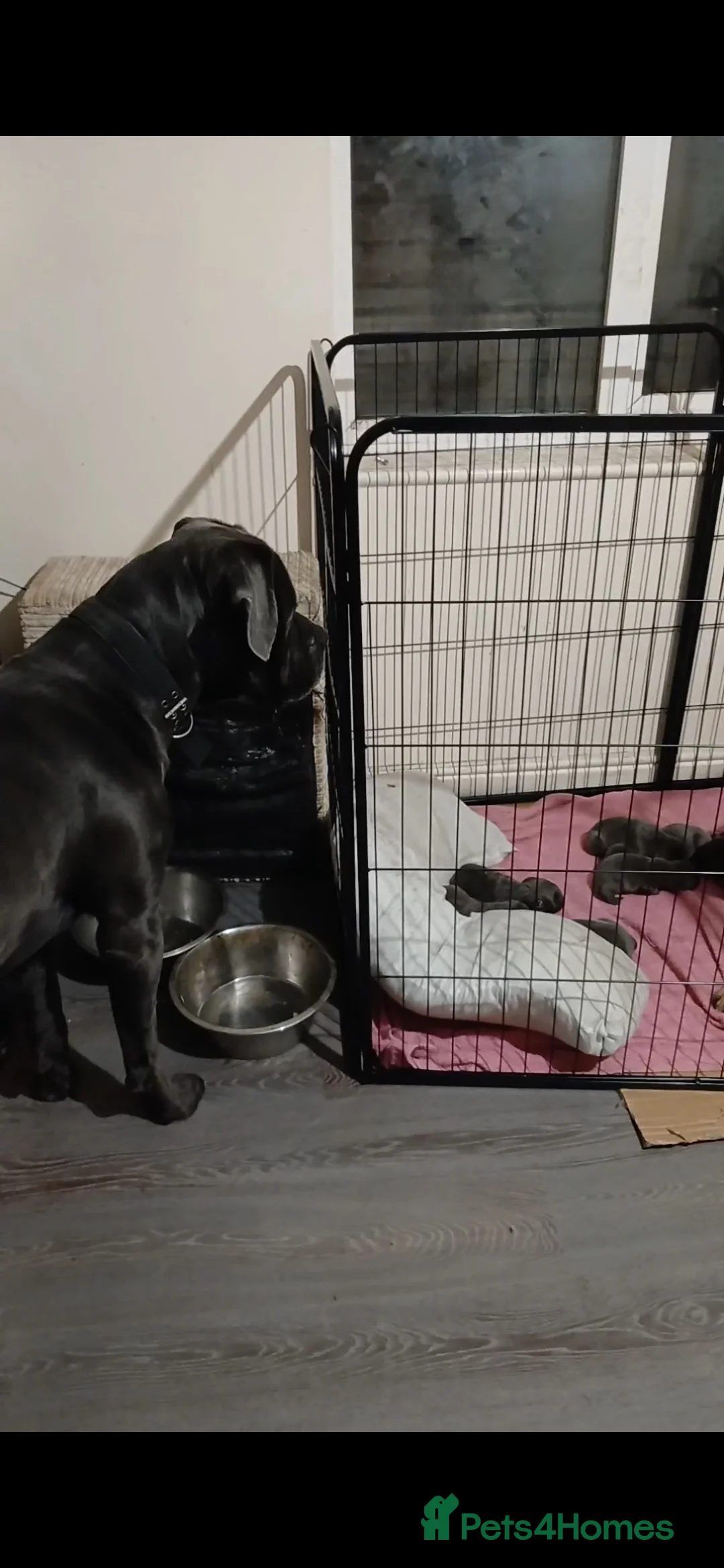Cane Corso dogs for sale: Pure bred blue cane corso puppies for sale  - Advert 22