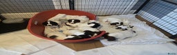 English Springer Spaniel dogs for sale: English Springer spaniel puppies for sale - Advert 6