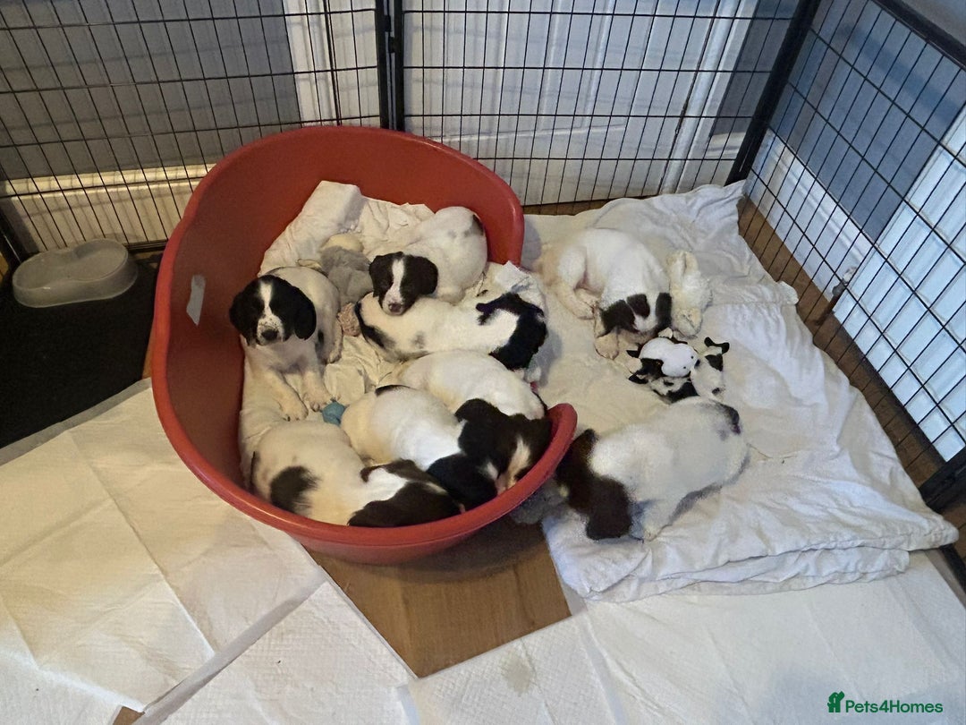 English Springer Spaniel dogs for sale: English Springer spaniel puppies for sale - Advert 6