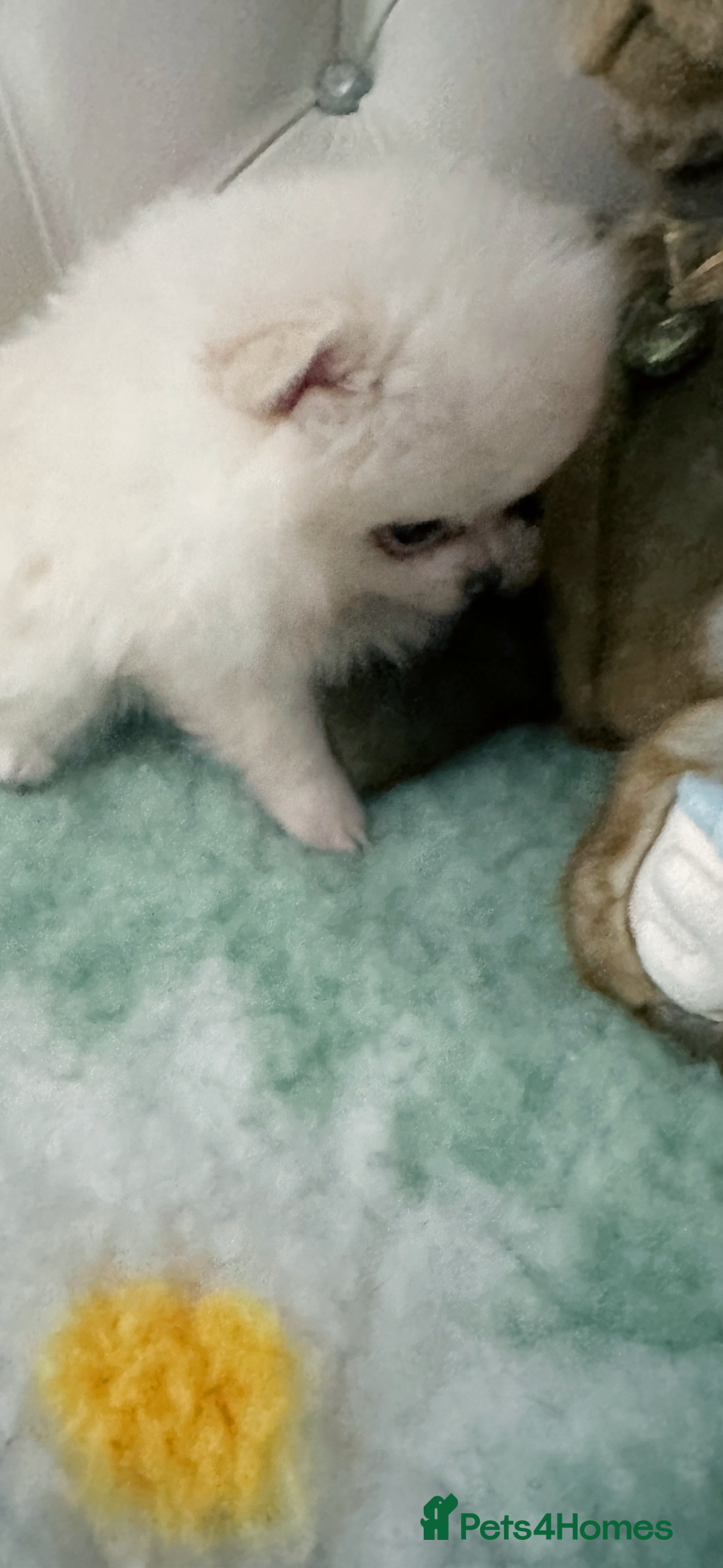 Pomchi dogs for sale: Tiny Pomchi - Image 19