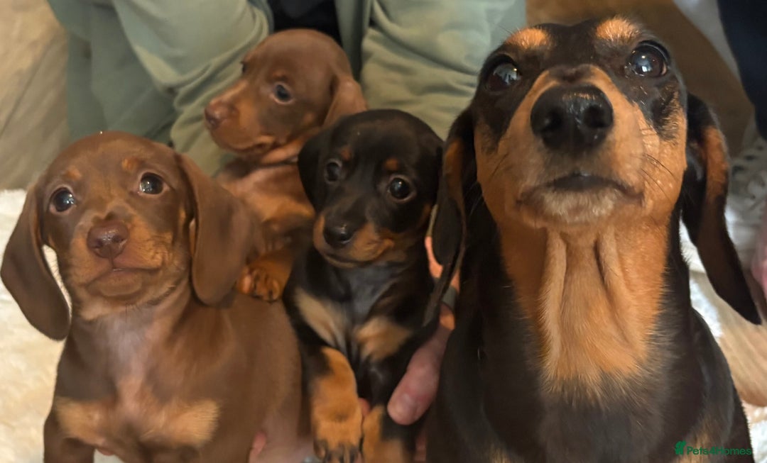 Miniature Dachshund dogs for sale: Miniature dachshund - Image 9