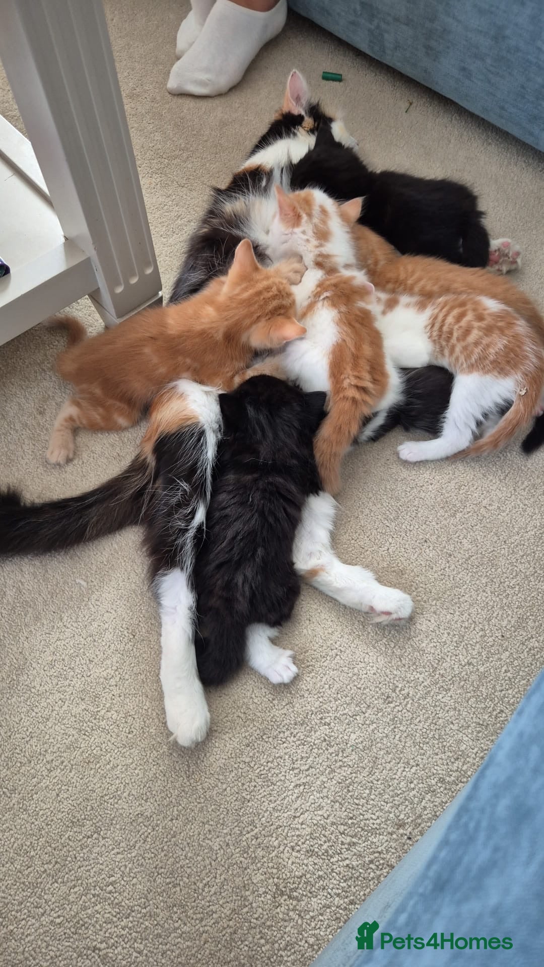 Mixed Breed cats Fluffy kittens  - Advert 1
