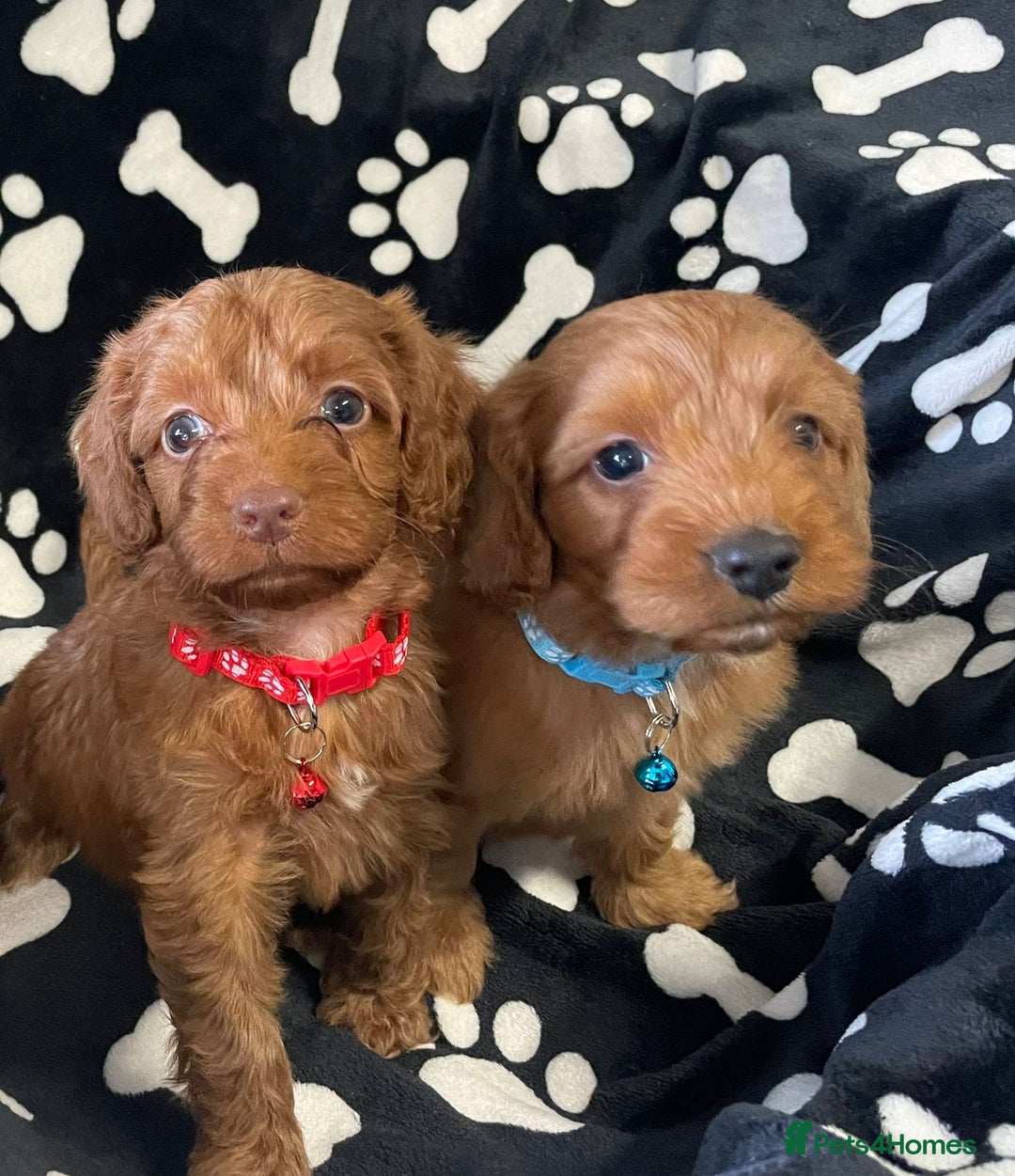 Cockapoo dogs for sale: Stunning Fox Red f1 cockapoo puppies  - Image 9