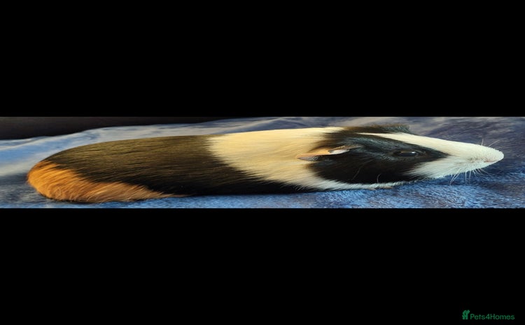 Guinea Pig rodents - Advert 11