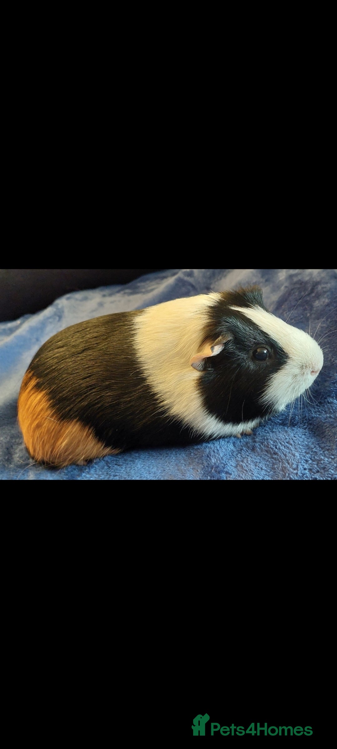 Guinea Pig rodents for sale: 2 x Male Guinea Pigs 💙  - Image 1