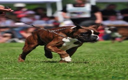 Boxer dogs for sale: Quality Boxer Puppies - Image 29