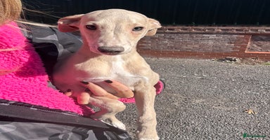 Whippet dogs - Advert 16