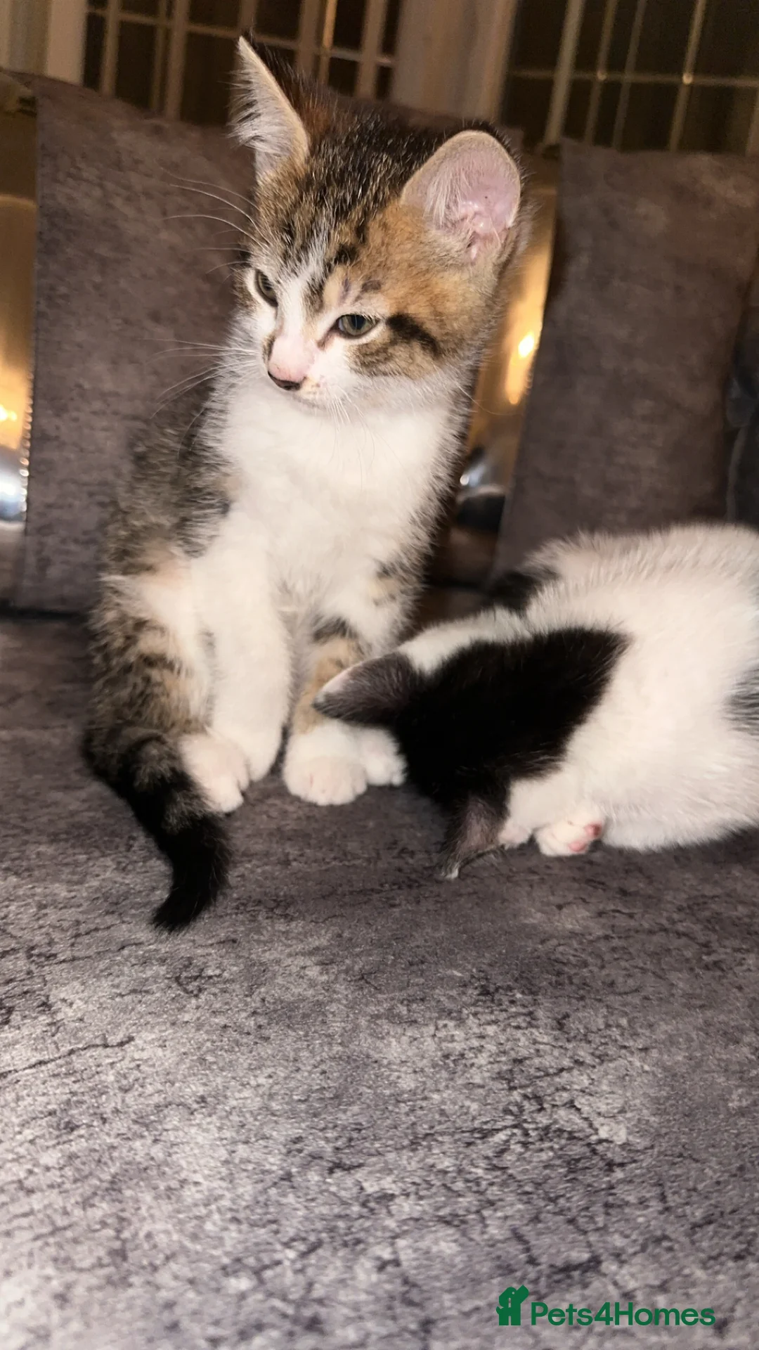 Domestic Shorthair cats for sale: Gorgeous tabby and British shorthair kitten - Advert 7