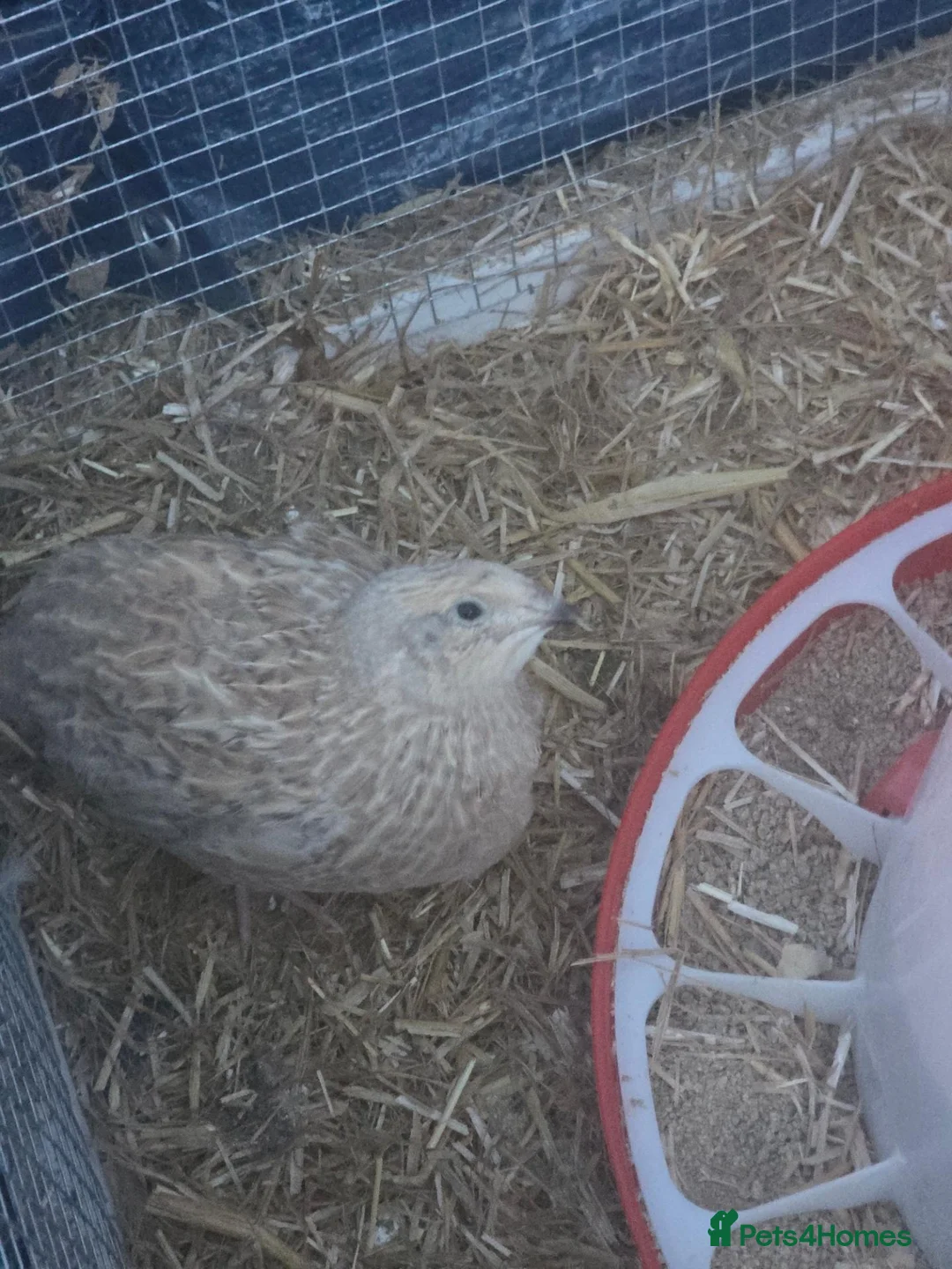 Quail poultry for sale: Male courtinix quail - Advert 2