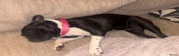 Mixed Breed dogs for adoption: 1 year old French bull x Boston looking for home - Advert 2