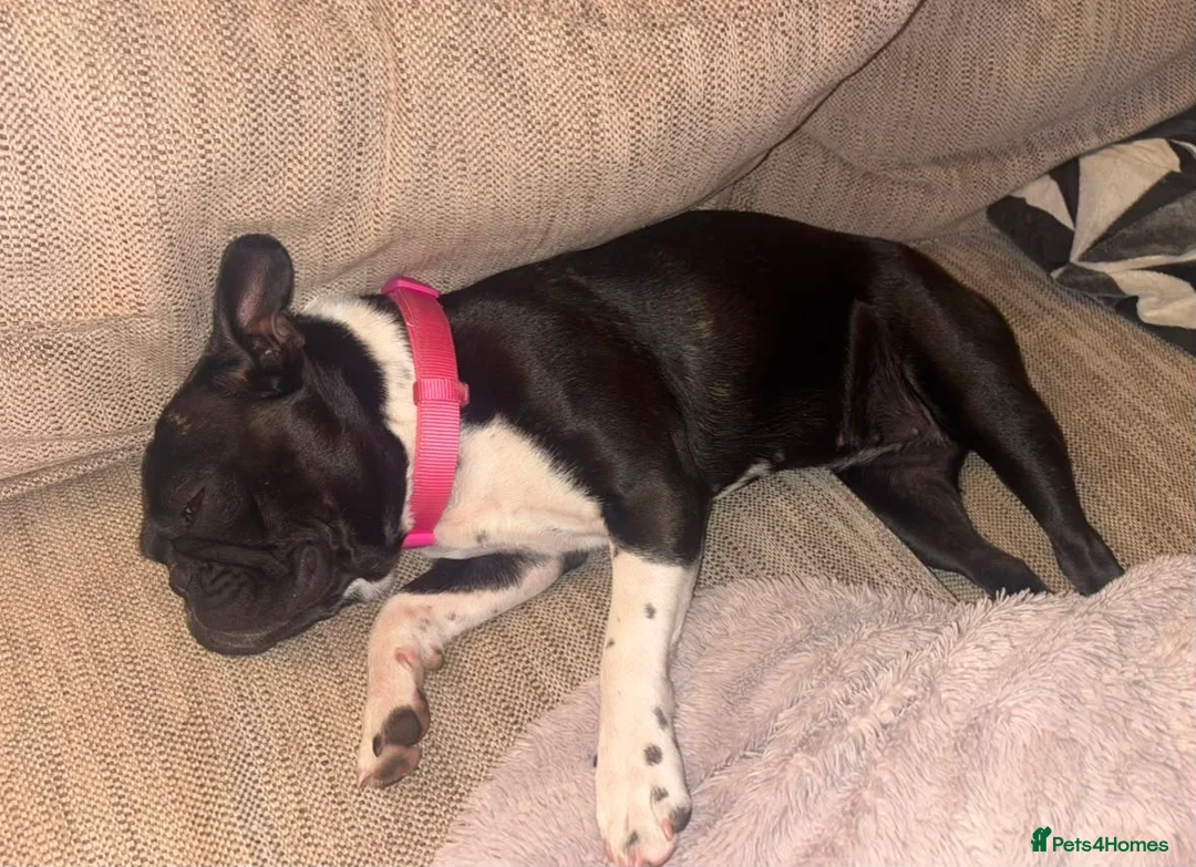 Mixed Breed dogs for adoption: 1 year old French bull x Boston looking for home - Advert 2