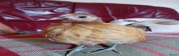 Chickens poultry for sale: Indoor Therapy Serama Hen -  Highly Tame - Advert 24