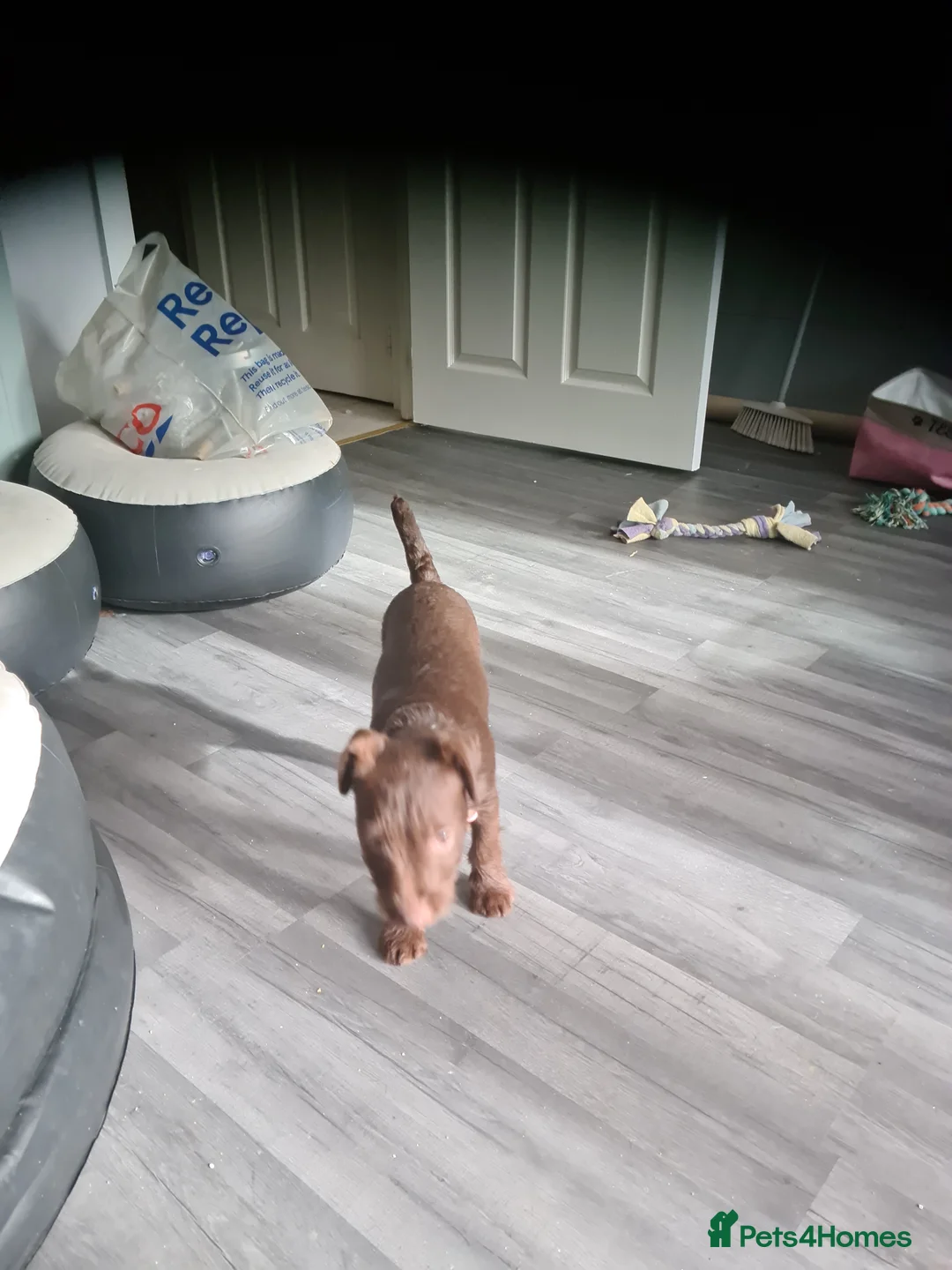 Patterdale Terrier dogs for sale: Beautiful chocolate Paterdale Terrier 4 months old in Stevenage - Advert 18