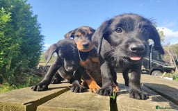 Mixed Breed dogs for sale: Beauceron/Doberman Pups - Image 4