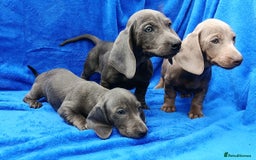 Miniature Dachshund dogs for sale: READY NOW STANDARD KC REG DACHSUNDS PRA CLR  - Image 4