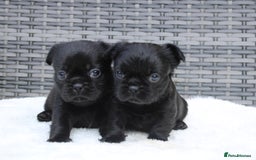 Mixed Breed dogs for sale: French bulldog X imperial shih tzu  - Image 32