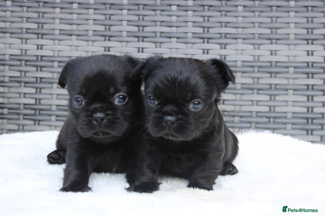 Mixed Breed dogs for sale: French bulldog X imperial shih tzu  - Image 32