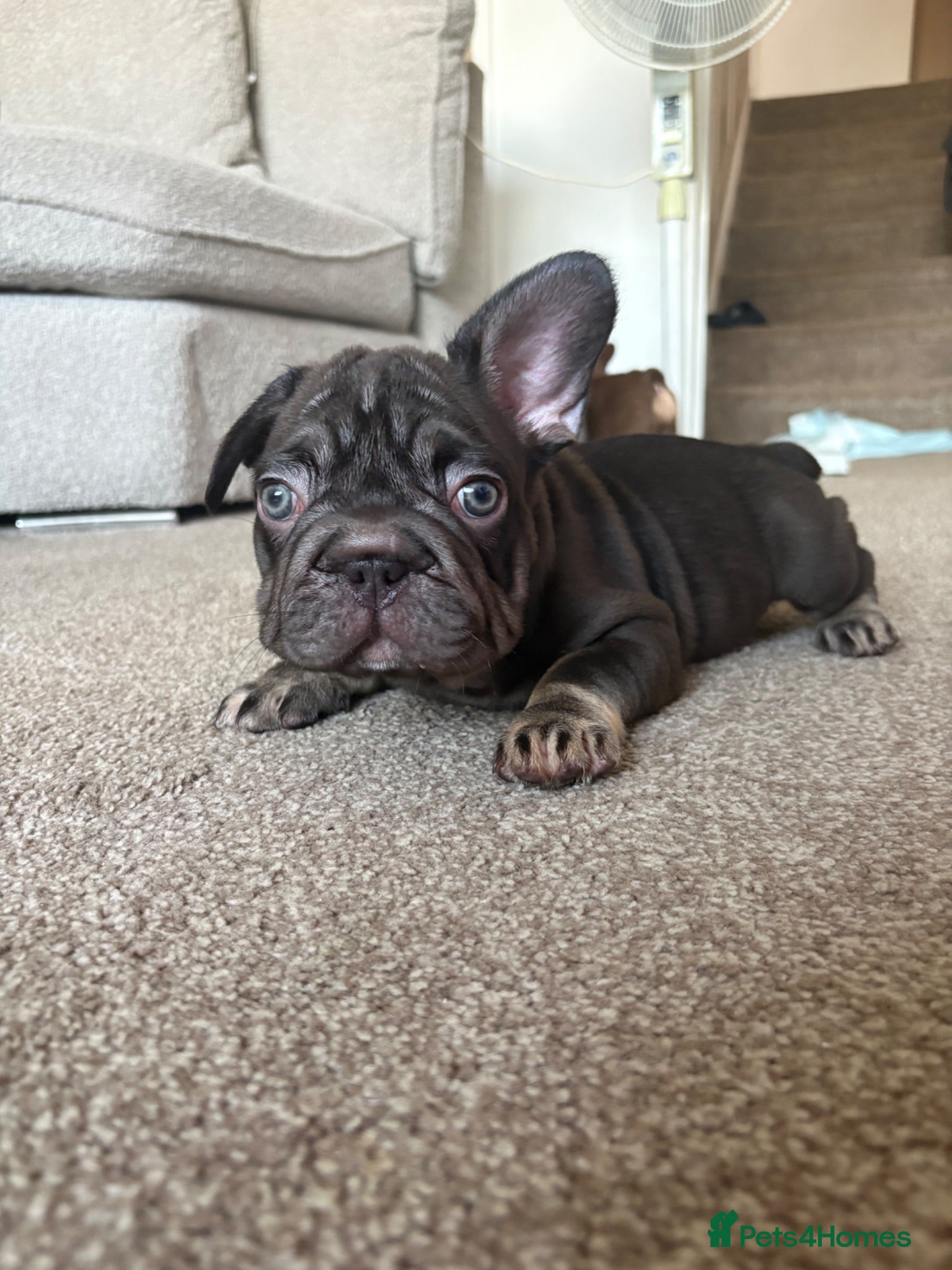 French Bulldog dogs ❤️READY TO LEAVE French-bulldog puppies ❤️ - Advert 2