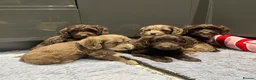 Cockapoo dogs for sale: ❤️Gorgeous F1 Cockapoo,❤️READY TO LEAVE ❤️ - Advert 8