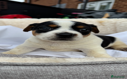 Jack Russell dogs for sale: Beautiful traditional Jack Russell puppies - Image 4