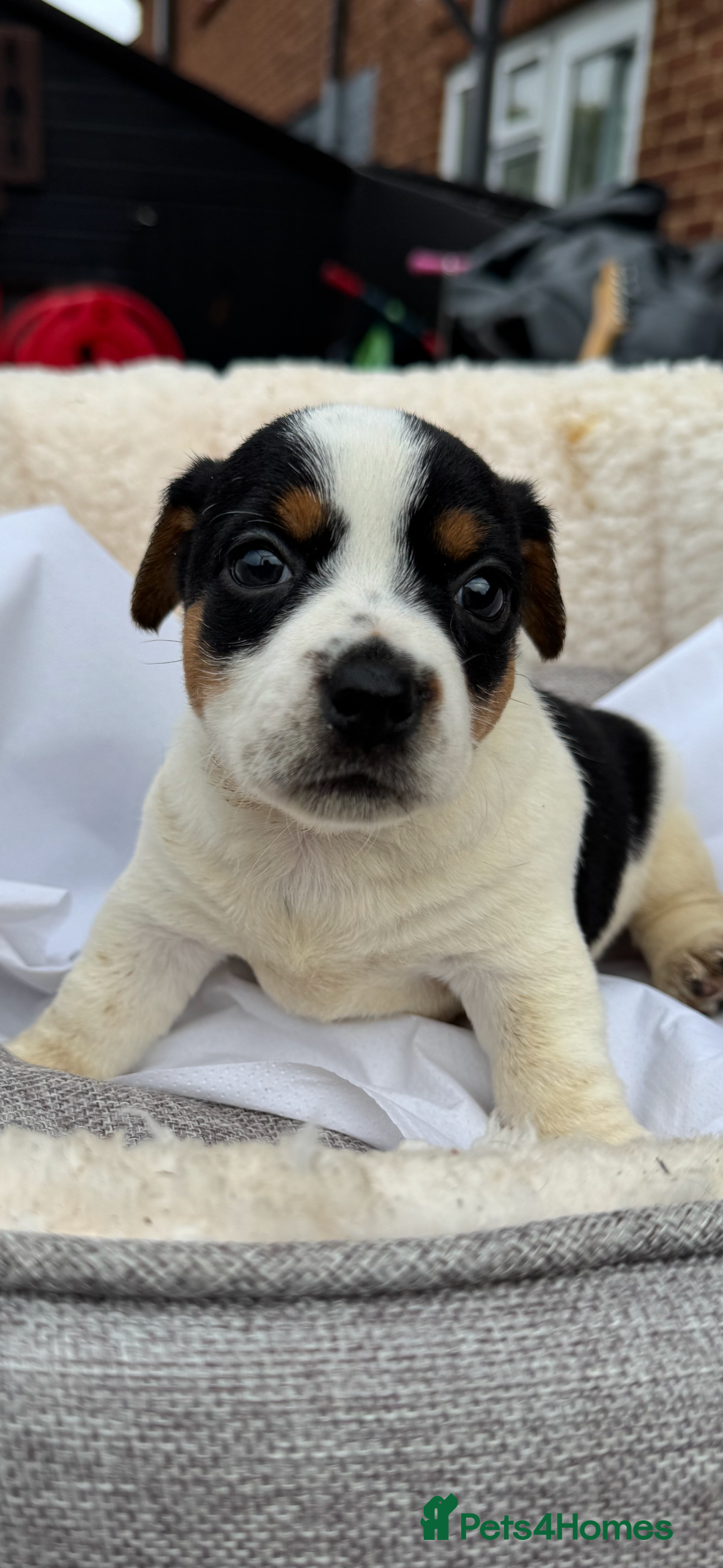 Jack Russell dogs for sale: Beautiful traditional Jack Russell puppies - Image 4