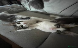 Maine Coon cats for sale: Pedigree Maine coon kittens - Image 2