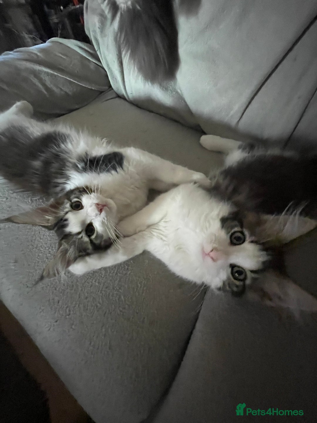 Maine Coon cats for sale: Pedigree Maine coon kittens - Image 2