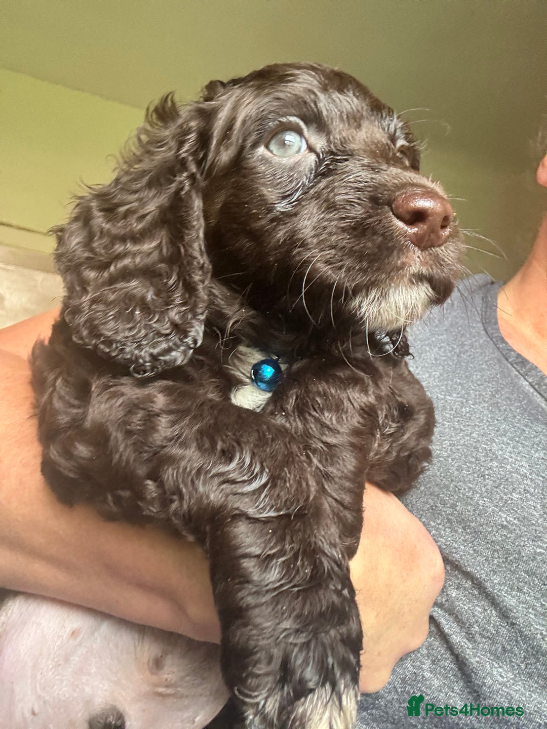 Cocker Spaniel dogs for sale: Cocker Spaniel pups. Ready 27/09/25 - Image 9