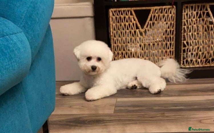 Bichon Frise dogs - Advert 2
