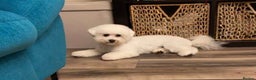 Bichon Frise dogs for sale: ✨ Bichon Frisé Puppies from Champion Bloodlines ✨ - Advert 16