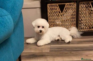 Bichon Frise dogs - Advert 8