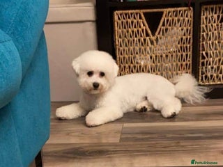 Bichon Frise dogs - Advert 25