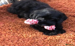 Cockapoo dogs for sale: Beautiful cockapoo f1 puppies - Image 3