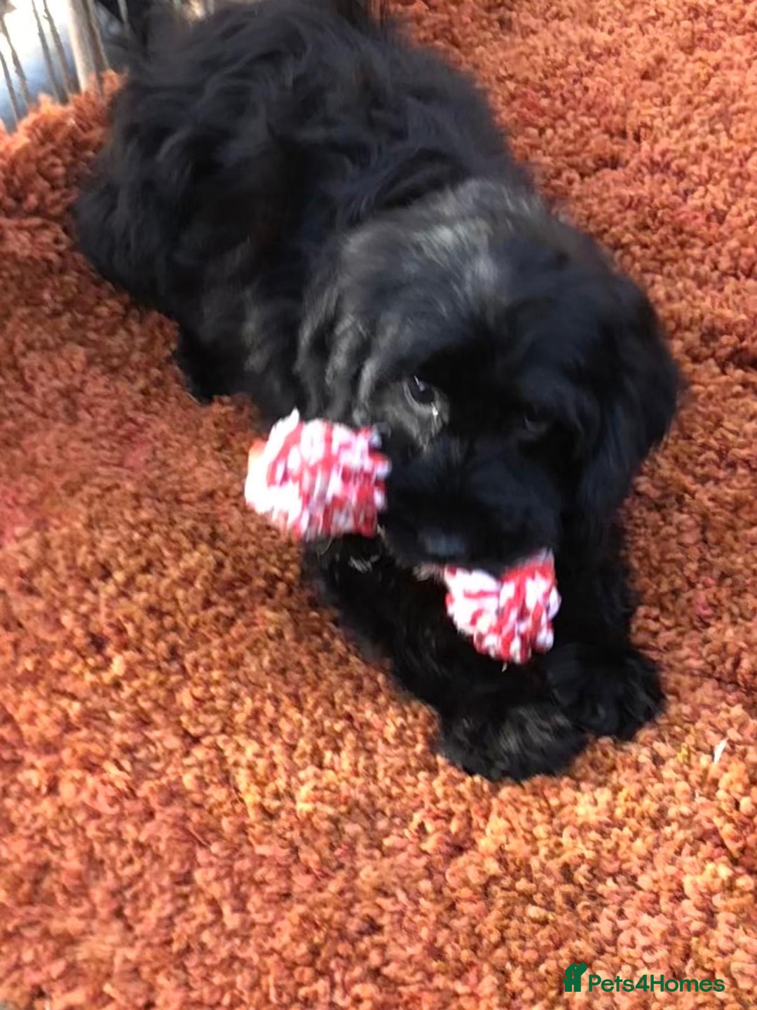 Cockapoo dogs for sale: Beautiful cockapoo f1 puppies - Image 3