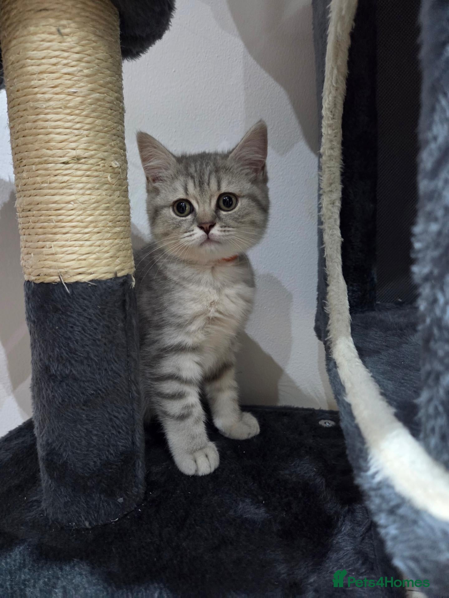 British Shorthair cats British shorthair kittens - Advert 2