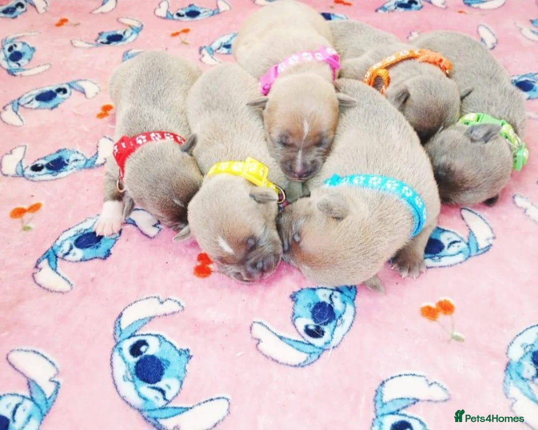 Staffordshire Bull Terrier dogs for sale: Staff puppies - Advert 2