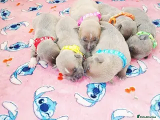 Staffordshire Bull Terrier dogs Staff puppies - Advert 5