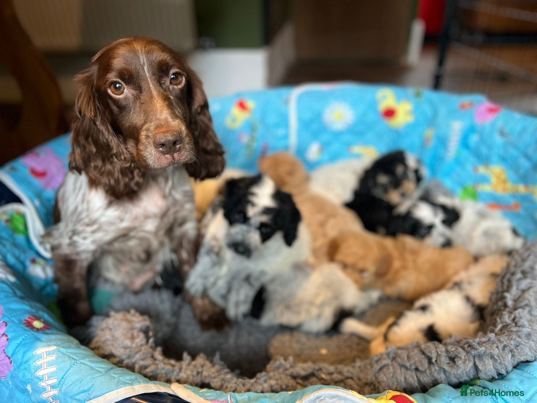 Cockapoo dogs for sale: Colourful Cockapoos 🌈 Raised Right ✨ - Image 21