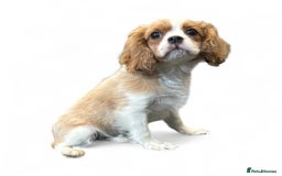 Cavalier King Charles Spaniel dogs for sale: 💫 DNA CLEAR CAVALIER KING CHARLES PUPPIES 💫  - Image 2